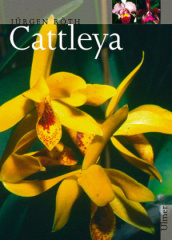 Cattleya