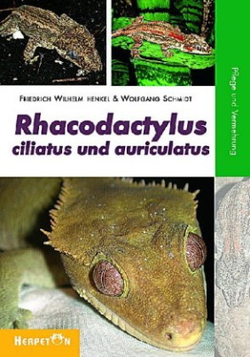 Rhacodactylus ciliatus und auriculatus