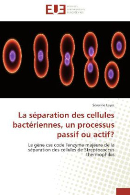 La séparation des cellules bactériennes, un processus passif ou actif?