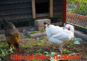Glückliche Hühner (Tischaufsteller DIN A5 quer)