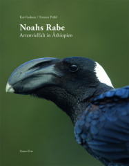 Noahs Rabe