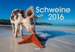 Schweine 2016