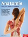 Anatomie des gesunden Rückens